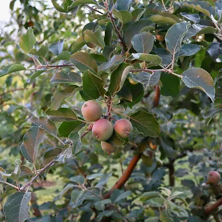 Demaj House * Grilë