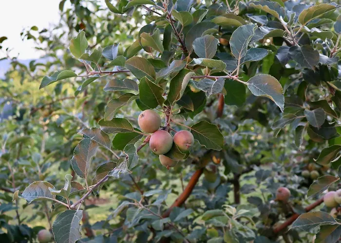 Demaj House * Grilë